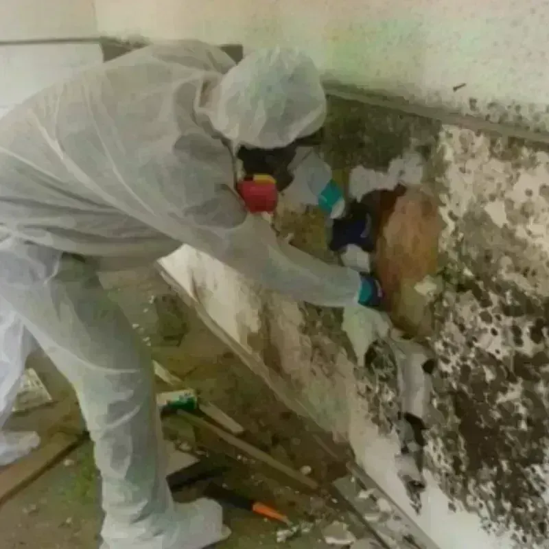 Mold Remediation and Removal in Moultonborough, NH